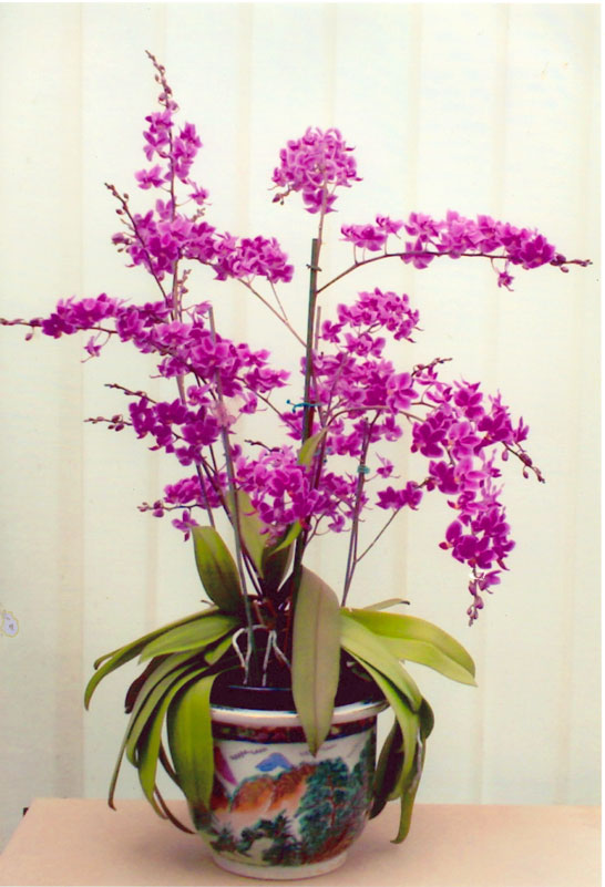 Agnes Smithson's orchid with over 300 flowers. Pic taken late 2010.